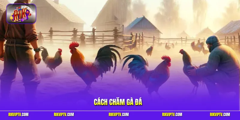Cách chăm gà đá
