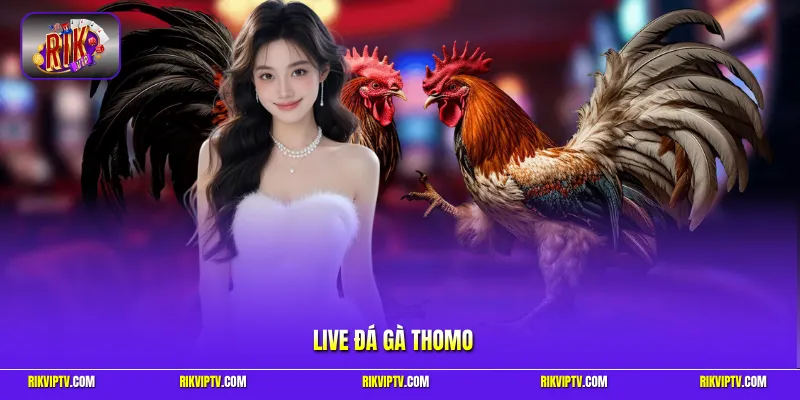 Live Đá Gà Thomo