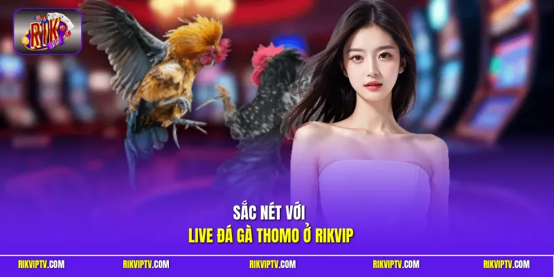 Sắc nét với live đá gà Thomo ở Rikvip