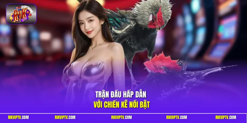 Trận đấu hấp dẫn với chiến kê nổi bật
